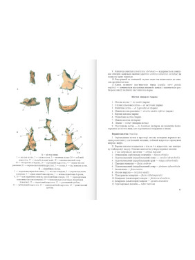 Нормальна анатомія. 3-тє видання. Матешук-Вацеба Л. Р.