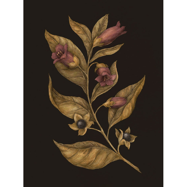 Флорографія: Ілюстрований довідник з вікторіанської мови квітів. Джессіка Ру