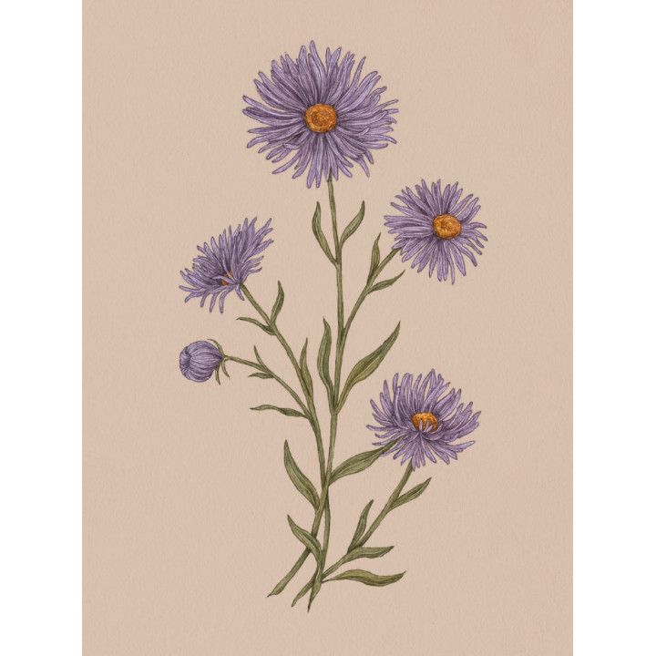 Флорографія: Ілюстрований довідник з вікторіанської мови квітів. Джессіка Ру