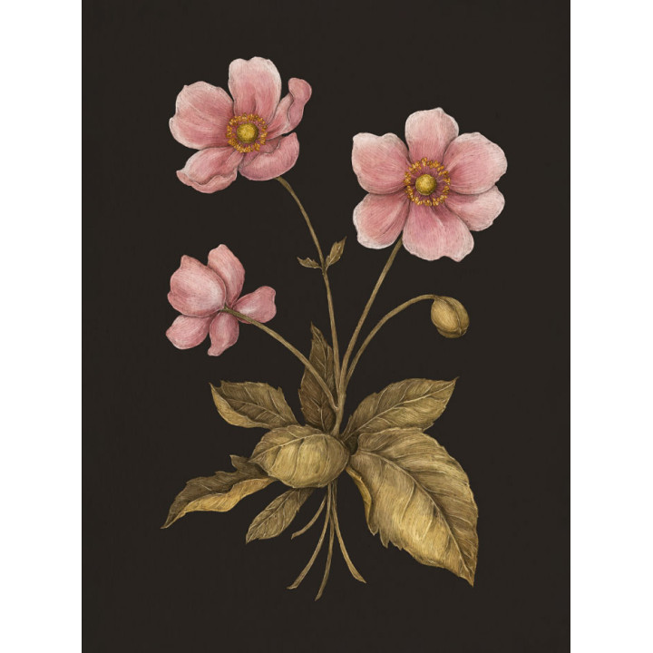 Флорографія: Ілюстрований довідник з вікторіанської мови квітів. Джессіка Ру