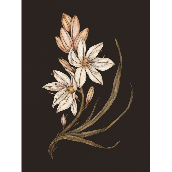 Флорографія: Ілюстрований довідник з вікторіанської мови квітів. Джессіка Ру